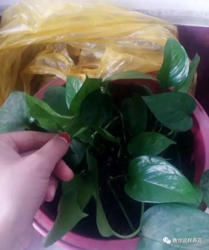 绿萝叶子冻伤掉完了就剩藤条了,绿萝叶子冻伤能修剪重新发芽吗