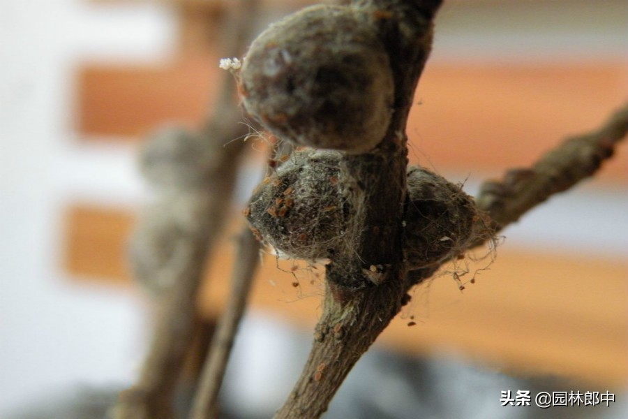 绿篱枝干被白色棉状物包裹，不要不在意，可能是蚧壳虫在危害