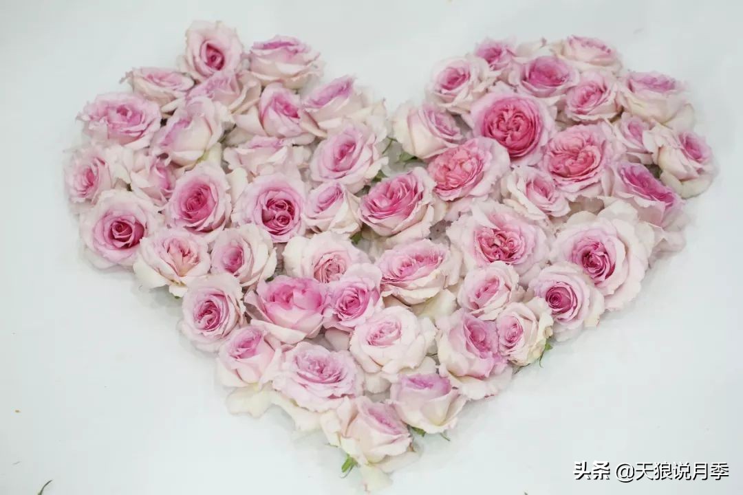 都说“最美人间四月天”，应该就是月季开花的模样吧！