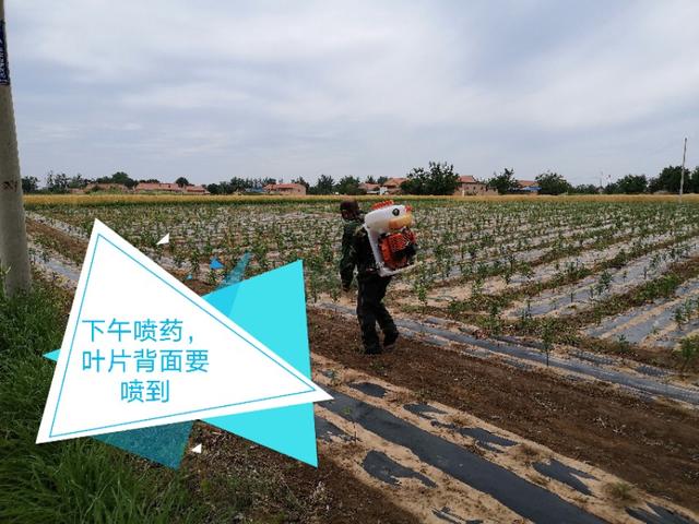 小蓟马的危害视频,豆角蓟马防治与高产