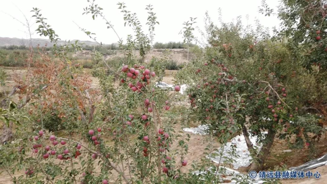 靖远三滩红富士苹果,靖远县红富士苹果啥时采摘