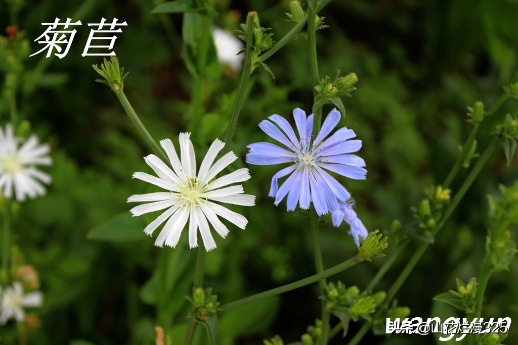 野生菊苣的辨认与图片,野菜苦菜识别方法