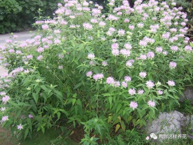 薄荷能开花的花种,什么薄荷开花最好