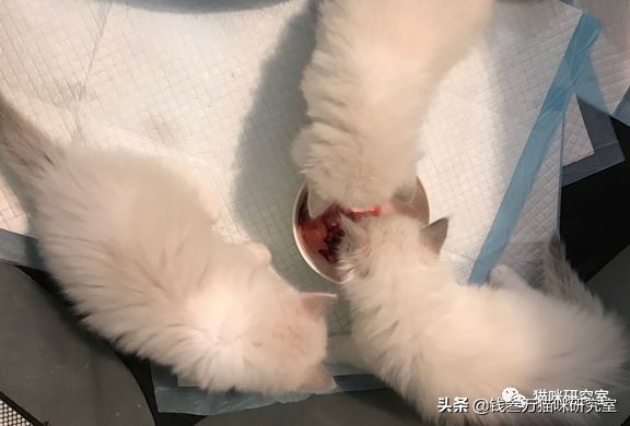 猫对食物不耐受,猫对猫粮不耐受