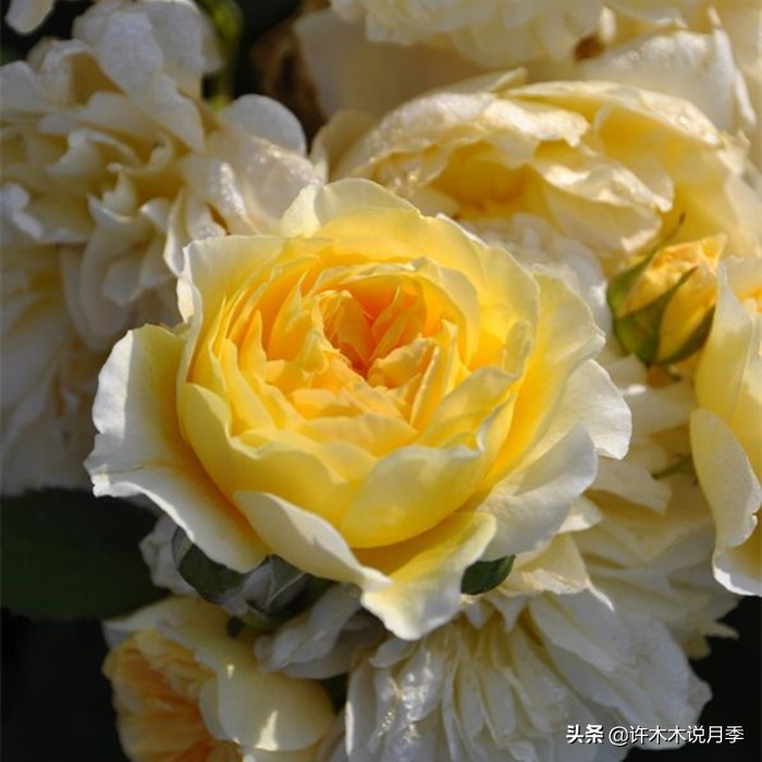 月季常见叶子问题,月季都有什么病怎么治