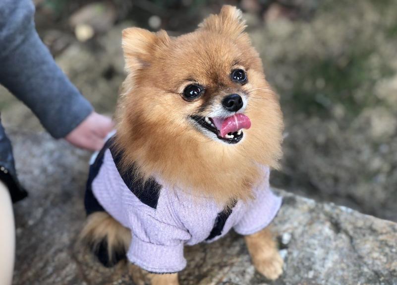 女生最爱养的六种狗，男生：以后女朋友生气，就靠它们哄了