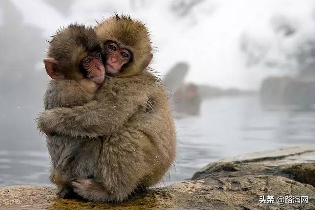 日本温泉猴子纪录片,日本猴子泡温泉头顶毛巾