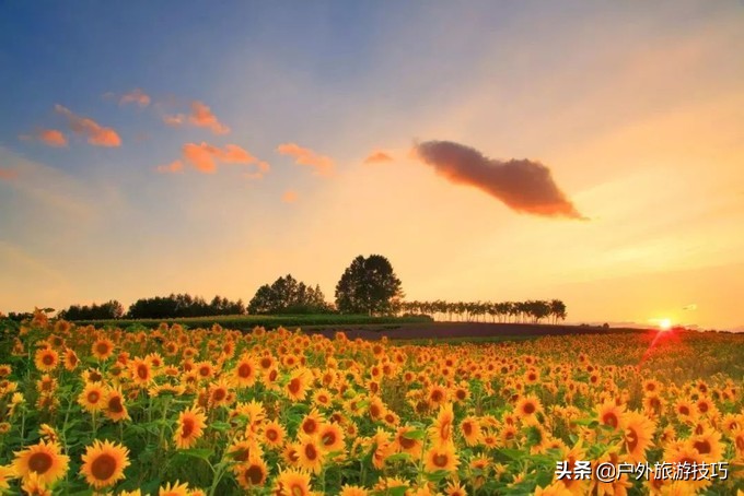 日本北海道富良野骑行攻略，试过在花田、花海中骑行吗？