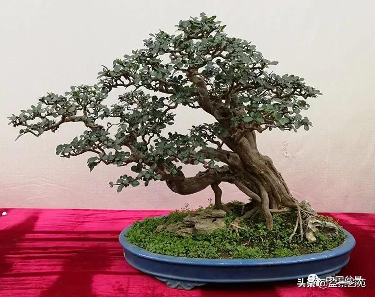 学盆景入门教程书,学习盆景制作视频