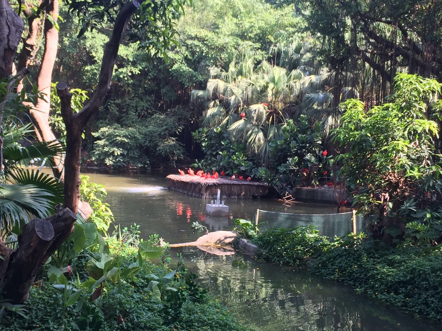 哪里有大熊猫动物园,国宝级大熊猫动物园