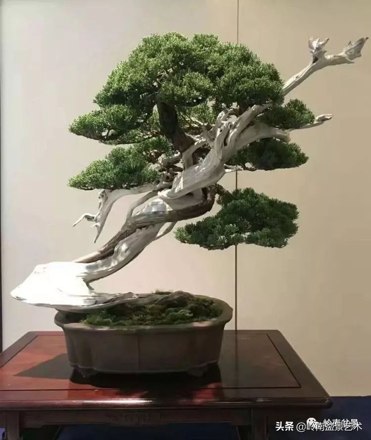 松柏盆景造型舍利,柏树盆景舍利制作全过程图解视频