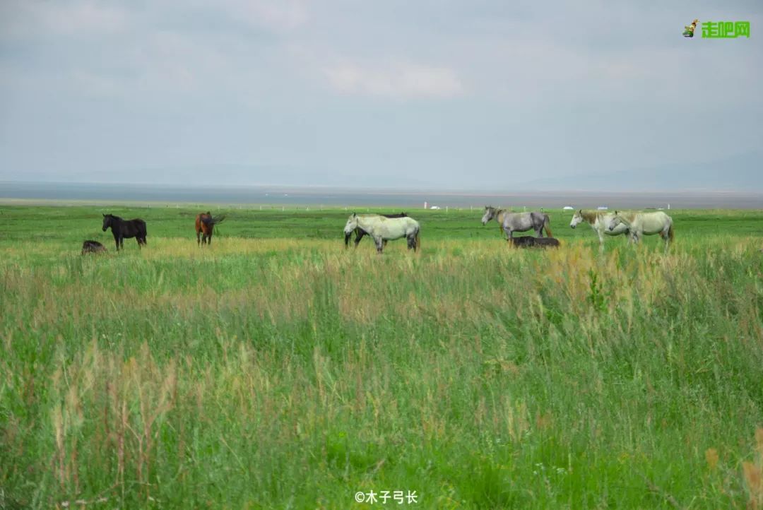 川西若尔盖草原，7月迎来颜值巅峰，温度不到20℃！避暑走起