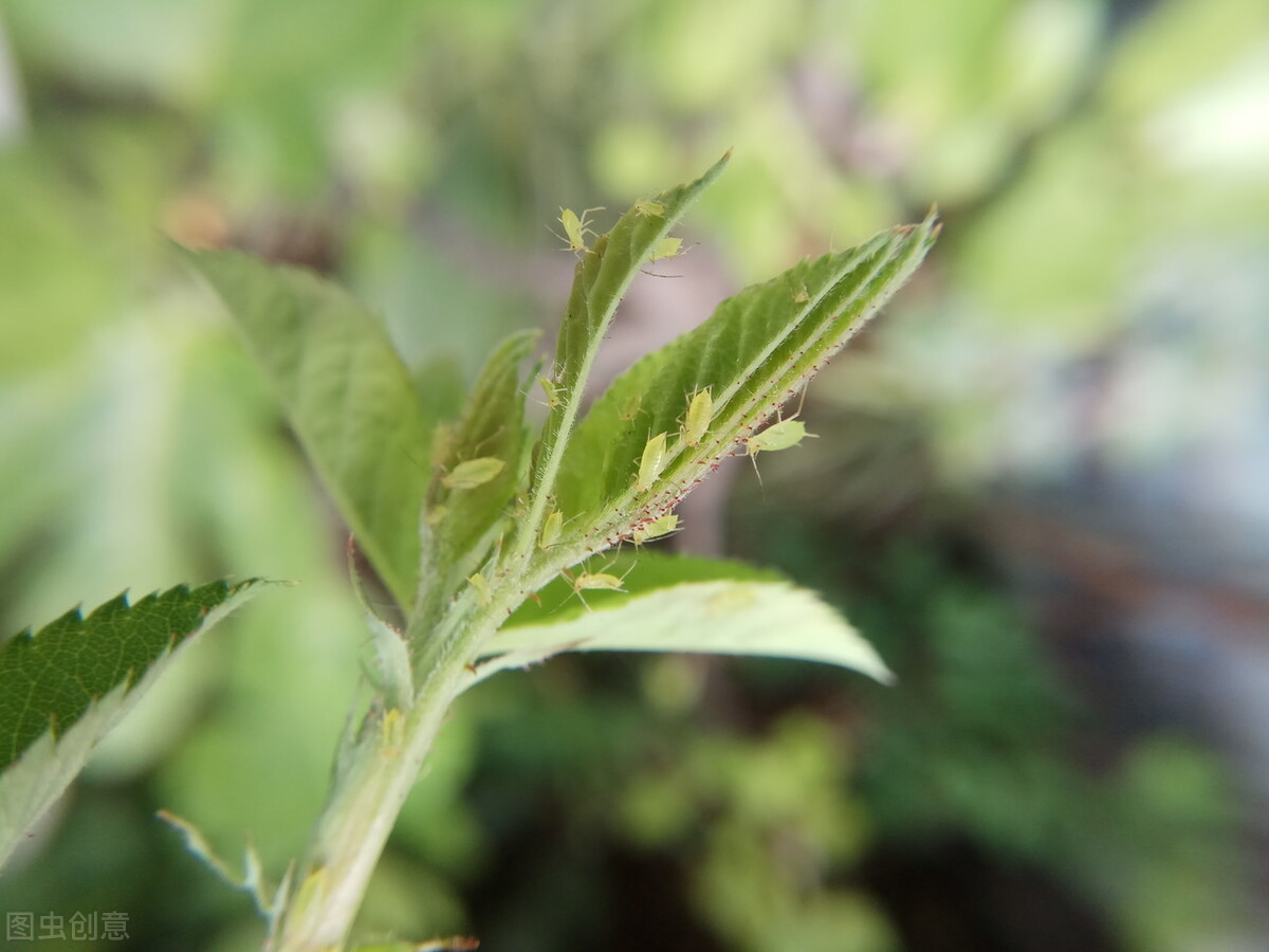 月季有蚜虫怎么处理,月季蚜虫怎么办一招轻松解决