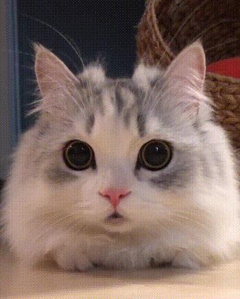 俄罗斯猫敢惹吗,俄罗斯猫有多凶猛