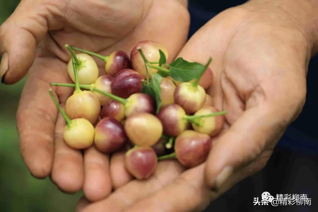 乡镇辣椒丰收信息,火红的辣椒映出红红火火的日子