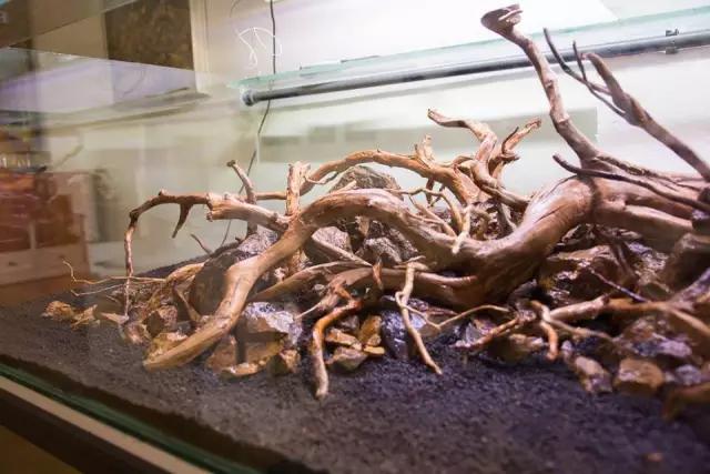 本色水景水草造景培训,本色水景水草培训