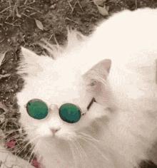 失明猫咪康复治疗,失明猫咪怎么照顾