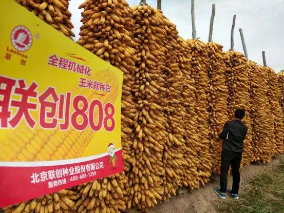 联创种业视频,联创种业小麦品种