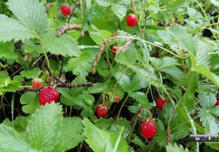 风里来雨里去上海,风里来雨里去重庆
