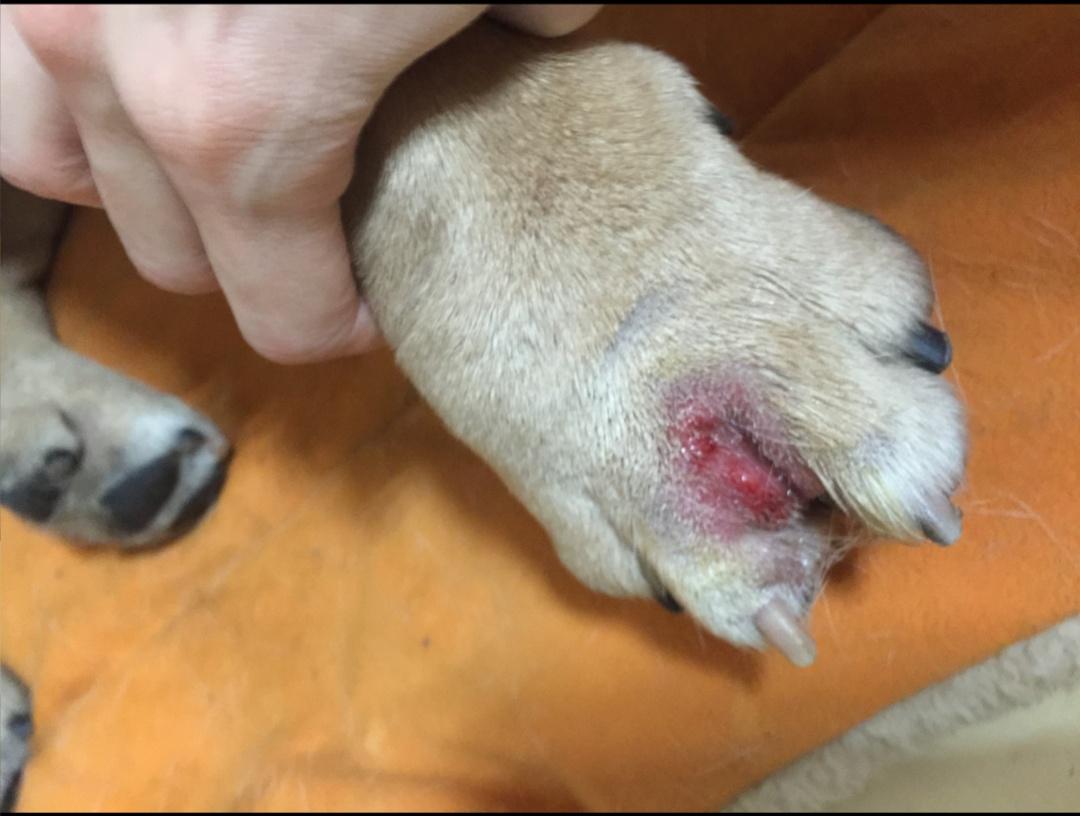 狗狗趾间炎怎么治不肯擦脚,狗狗每天洗脚会趾间炎吗