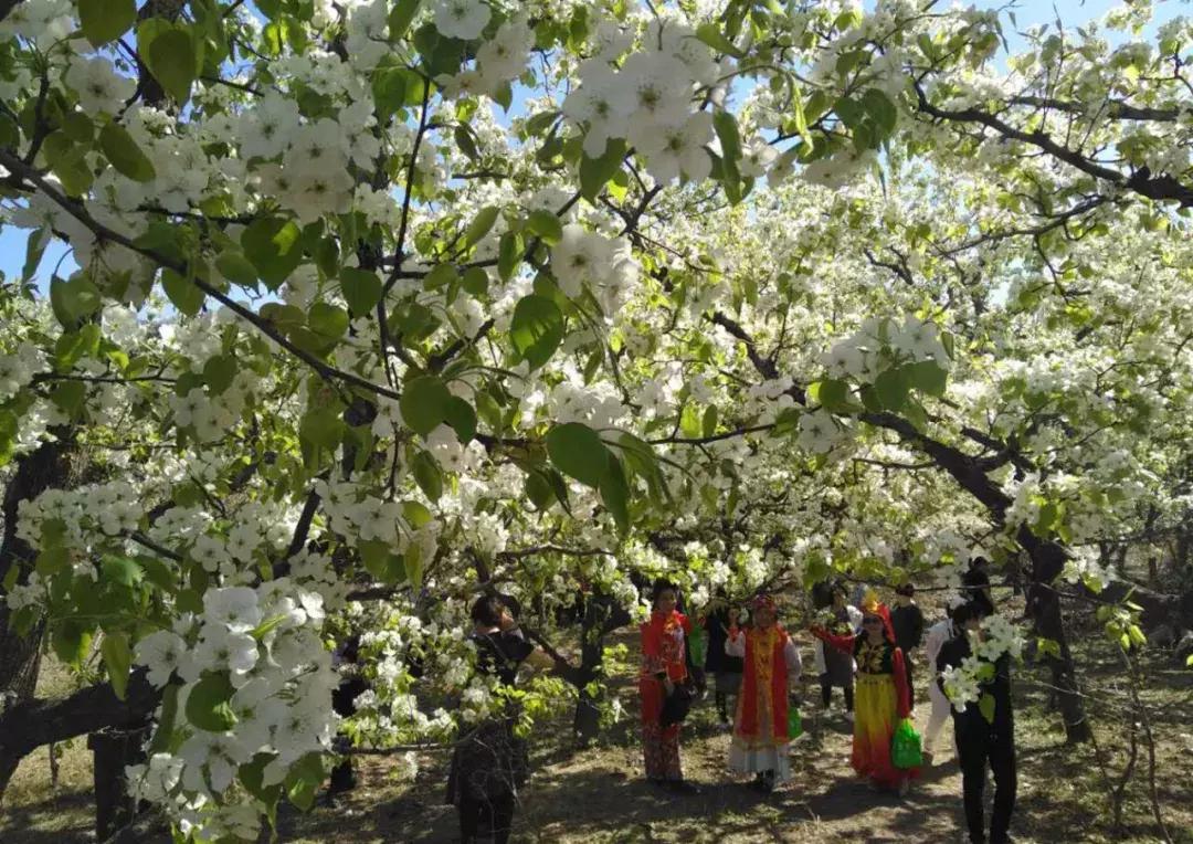 天津桃花堤赏花时间2021,天津桃花堤桃花什么时间开花