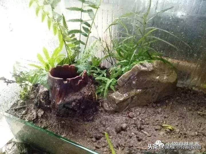 丛林造景黄缘龟池设计图大全,龟宝宝黄缘龟生态缸造景教程