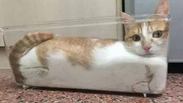 所有猫咪都是液体么,猫咪是一种特殊的液体你知道吗