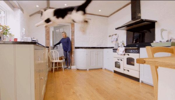 千万不要和对象一起养猫,为什么不能和养猫的男生谈恋爱