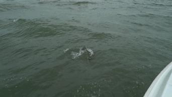 东北同山再战东海鸡骨礁小海鲈先来报道