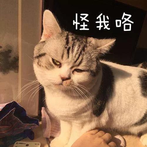 逗猫咪玩它喜欢咬人是什么原因,猫咪喜欢轻轻咬人是什么意思