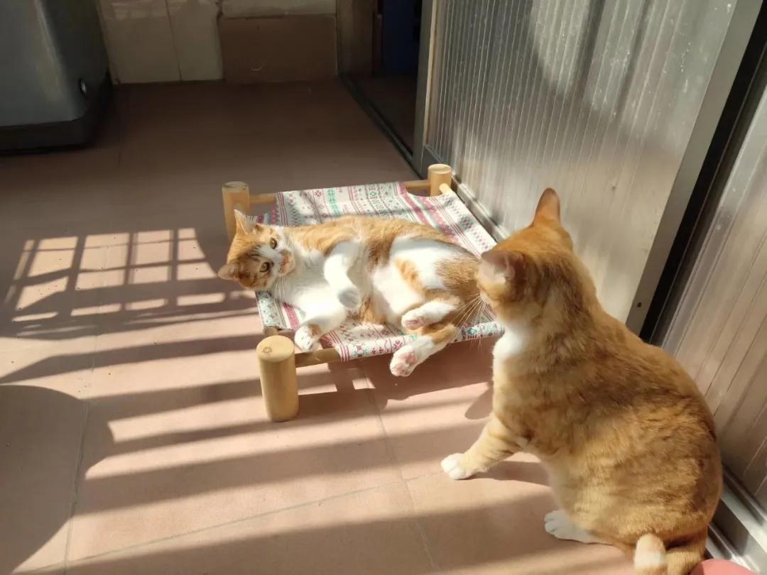 瘫痪猫怎么养,瘫痪的猫怎么喂水