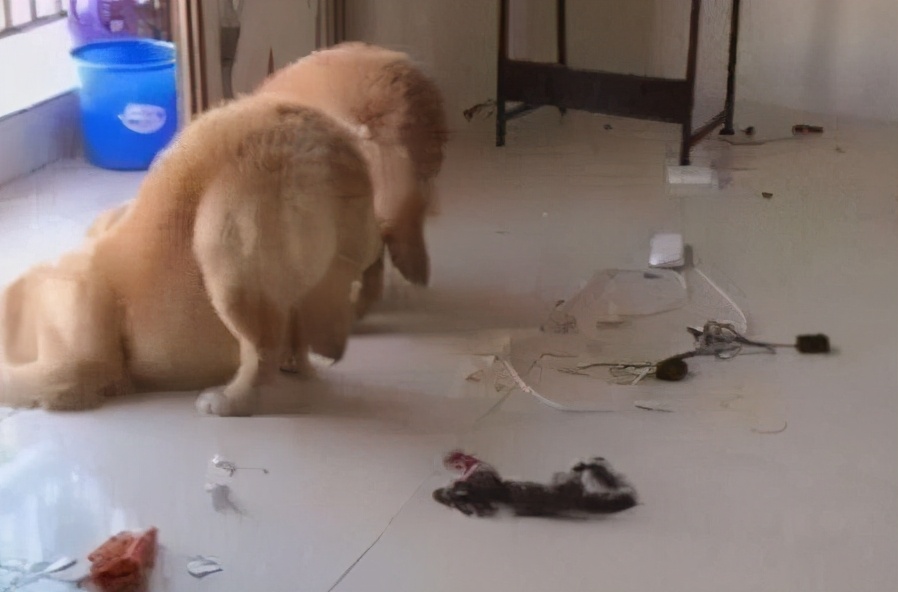 狗狗爱咬鞋子怎么制止,防止狗狗咬电线的方法