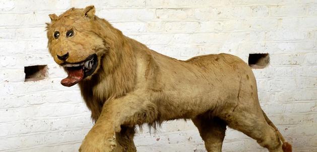 霸王龙真正的样子长什么样,霸王龙长什么样子真正的图片