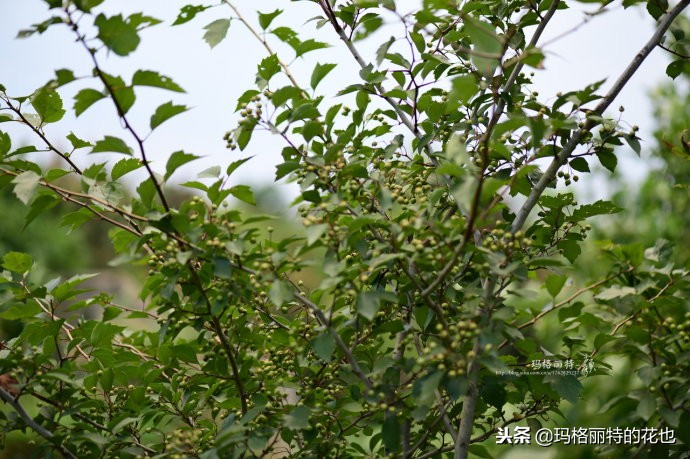 整个冬天都挂着的小红果，迷你山楂“冬果王”｜植物笔记