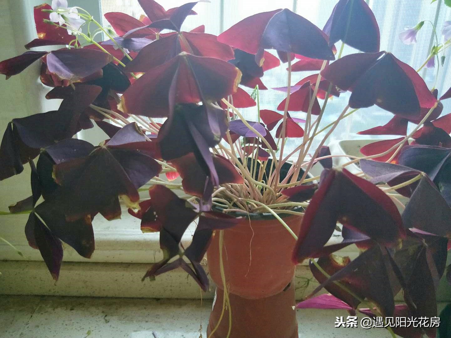 紫叶酢浆草入冬后可以晒太阳吗,紫叶酢浆草叶子发黑怎么办