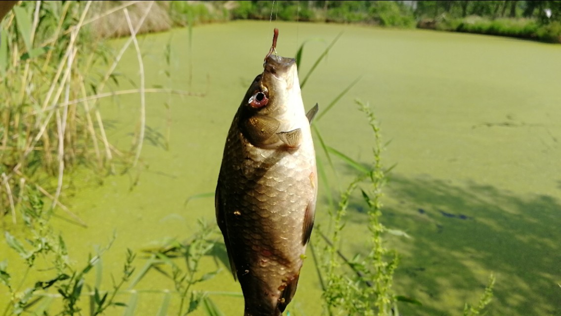 如何正确的选择浮漂的吃铅量,同样吃铅量的浮漂长短怎么选