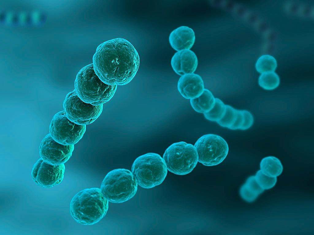 罗非鱼链球菌防治方法,罗非鱼菌病怎么预防