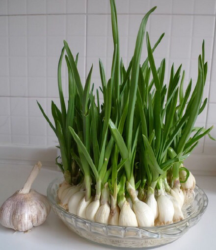 阳台种菜阳光不足种什么菜好,阳台上种菜没光照怎么办