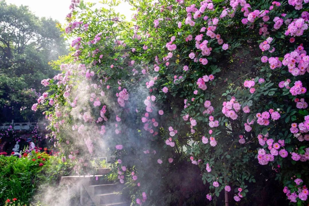 一个安徽爷爷，花1万块种出5000㎡私家花园，被评为中国最美