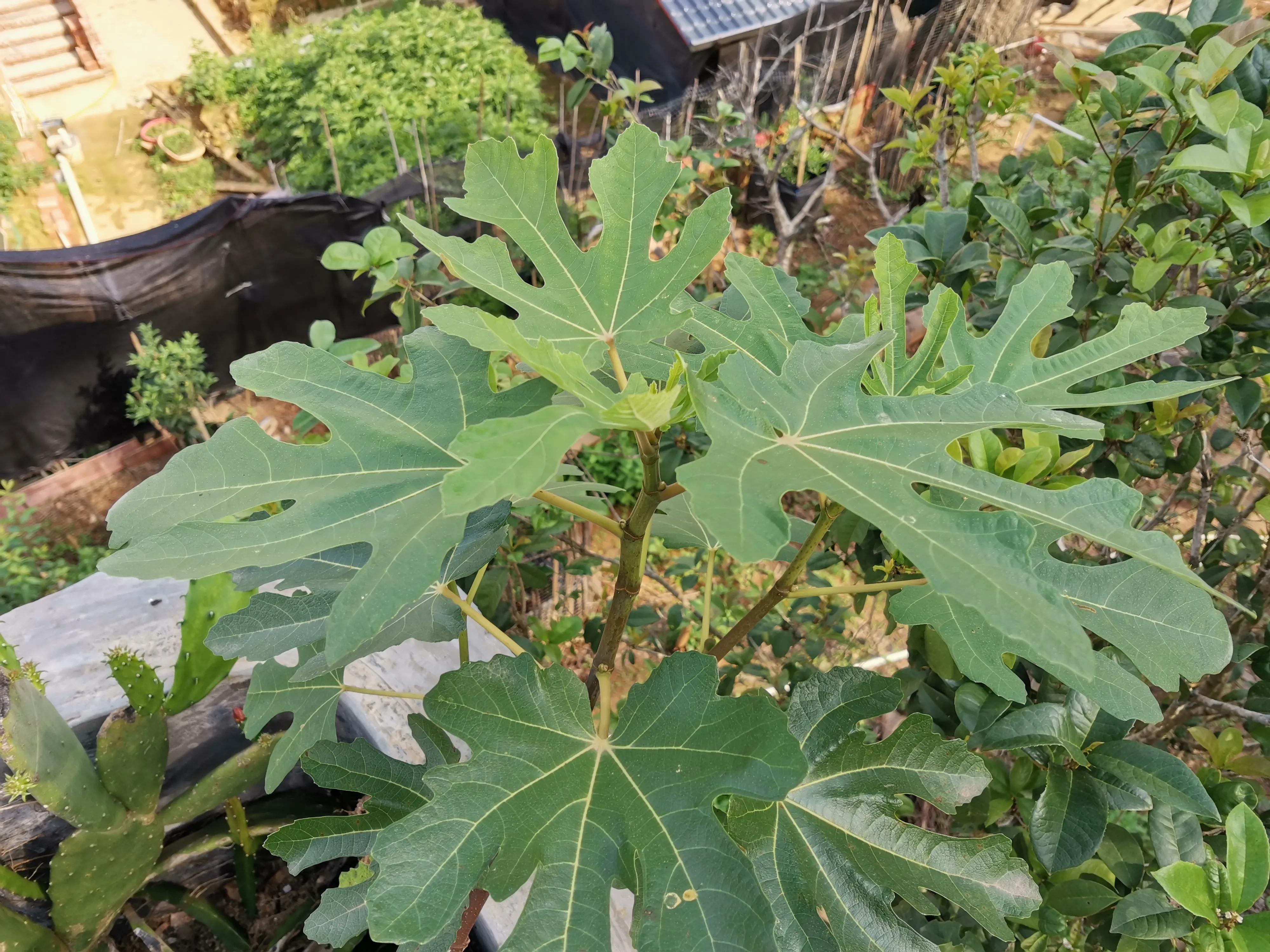 口感最好的无花果图片,颜值很高的无花果