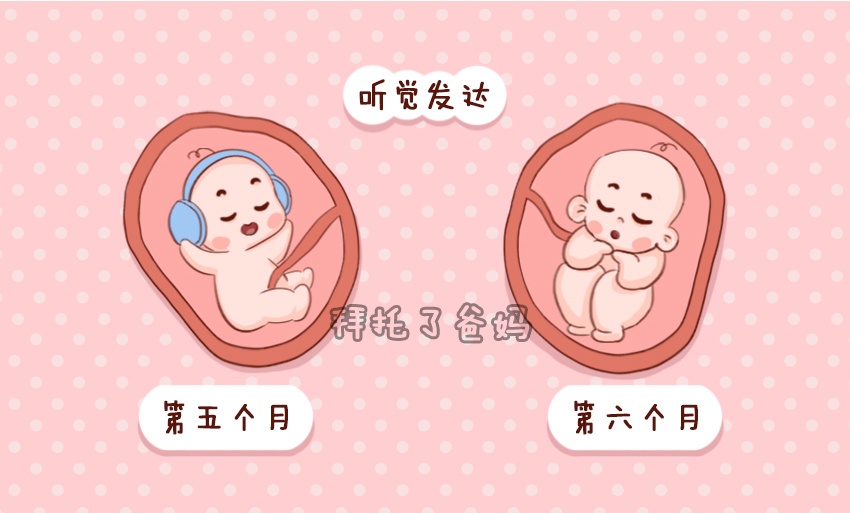 胎儿在肚子里一般什么时候发育,胎儿在妈妈肚子里怎么发育的