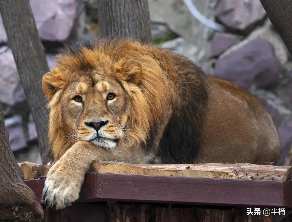 大猩猩和狮子老虎哪个厉害,为什么狮子老虎都不敢惹大猩猩