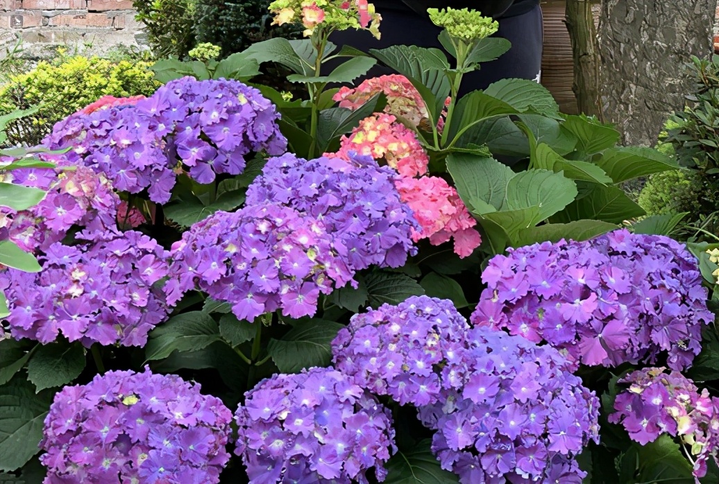 春季绣球叶子发皱怎么回事,夏季绣球老叶子都干枯怎么处理