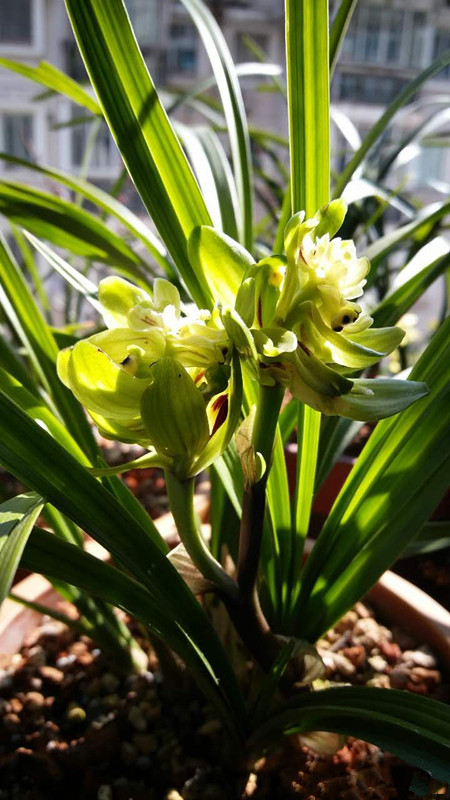矮种兰花易养花香开花好看的品种,给新手推荐几款养不死的兰花品种