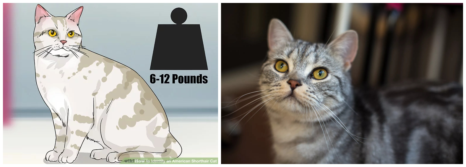 美短虎斑猫咪的品种,美国短毛猫虎斑价格