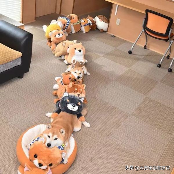 把柴犬放在一堆柴犬玩偶里,日本两只柴犬