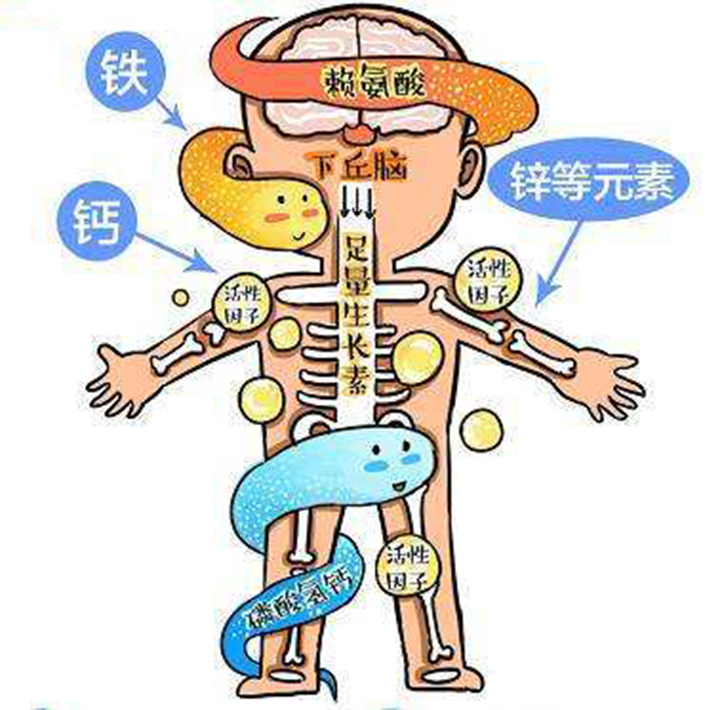减肥成功不反弹多久变成易瘦体质,减肥坚持一段就成易瘦体质