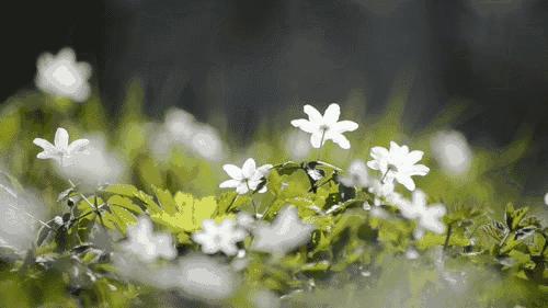 蜱虫在猪身上有什么危害,蜱虫的危害用什么药能除