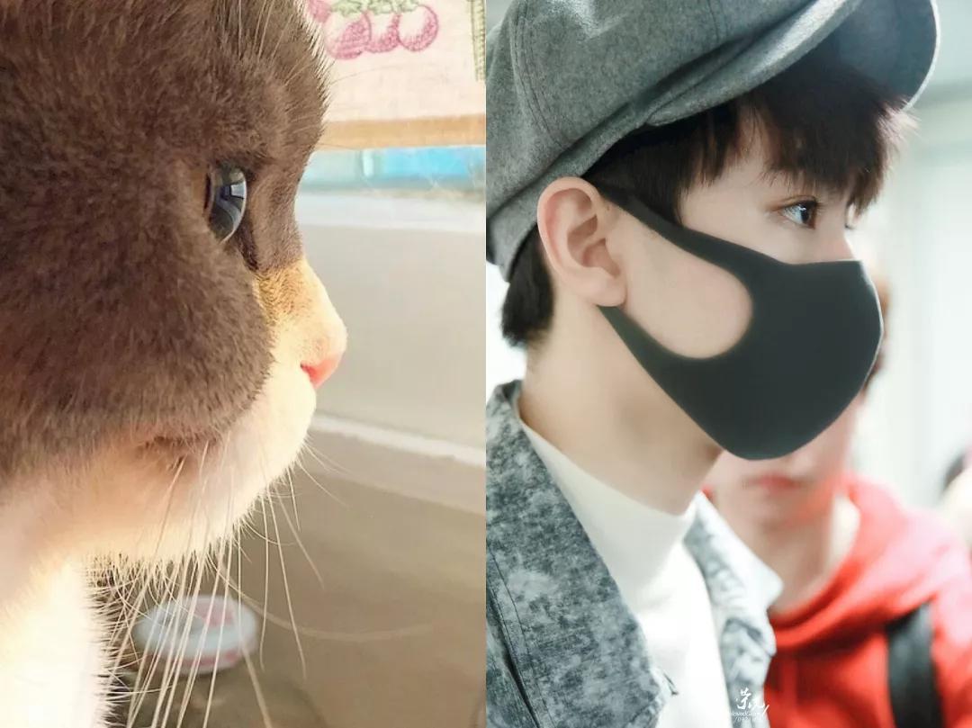 明星大撞脸你看哪个最像,明星撞脸对比