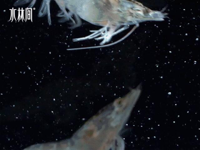 @南京人!寿喜烧大佬新品放题重磅来袭